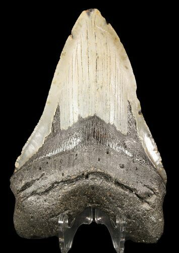 Megalodon Tooth - North Carolina #49515